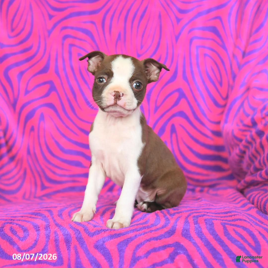 Boston Terrier dogs for sale: Lottie - Ad 1
