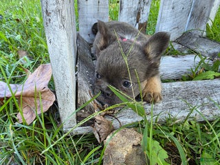 French Bulldog dogs - Ad 7