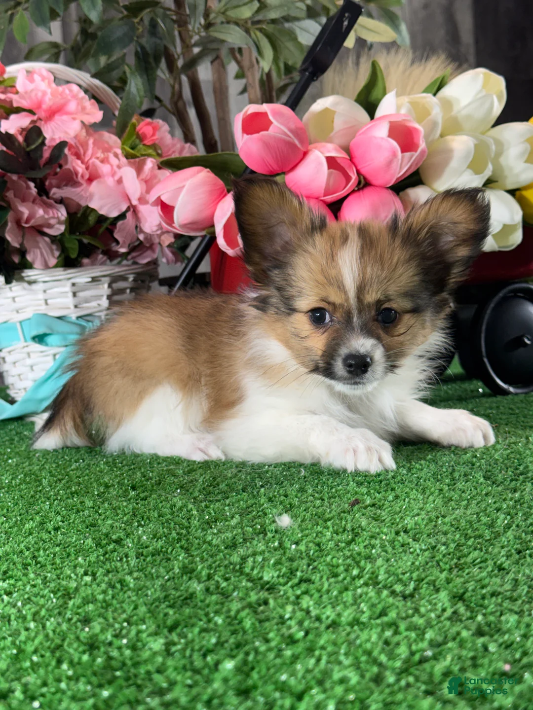 Papillon dogs for sale: Ranger  - Ad 2