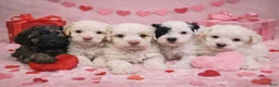 Schnoodle dogs for sale: Schnoodle Puppy 4 - Ad 3