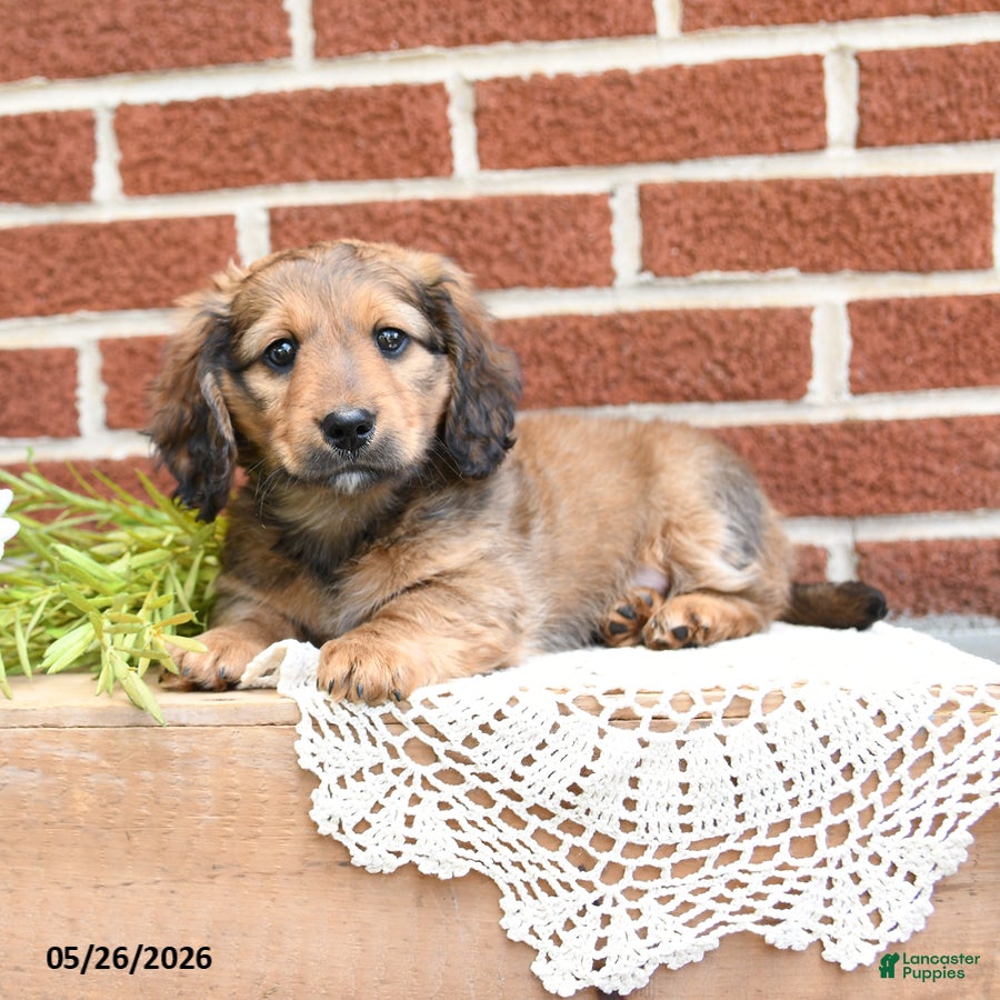Miniature Dachshund dogs Jax - Ad 1