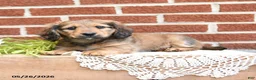 Miniature Dachshund dogs for sale: Jax - Ad 3