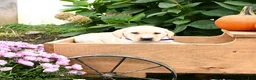 Labrador Retriever dogs for sale: Graham - Ad 4