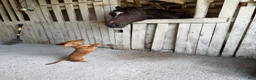 Dachshund dogs for sale: Dax - Ad 2