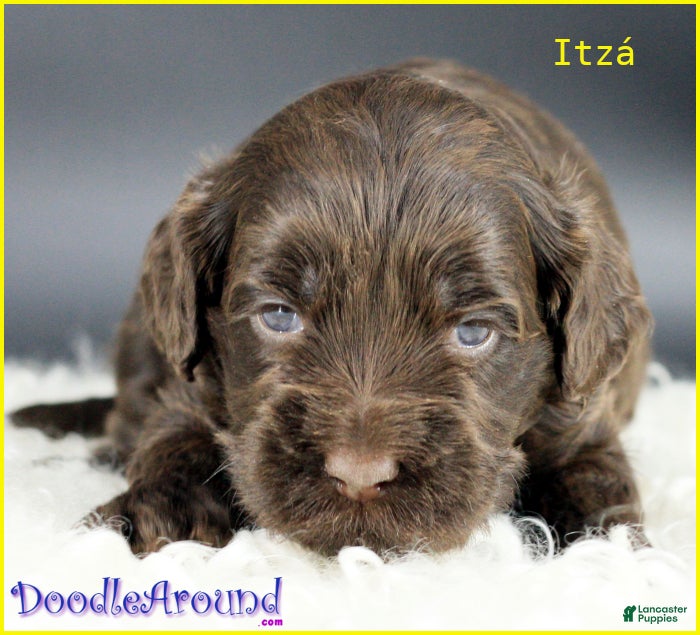 Australian Labradoodle dogs for sale: Itza - Ad 8