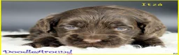 Australian Labradoodle dogs for sale: Itza - Ad 1