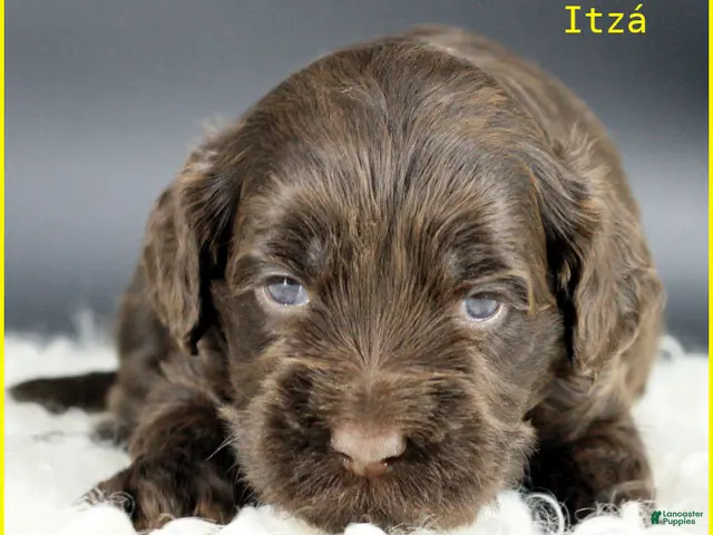 Australian Labradoodle dogs for sale: Itza - Ad 8