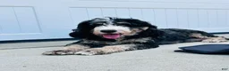 Mini Bernedoodle dogs for sale: Rosie  - Ad 5