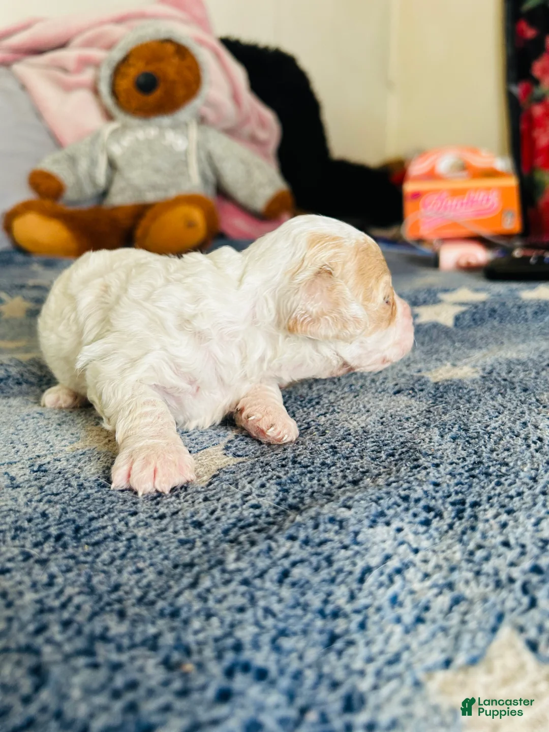 Cavapoo dogs for sale: Olaf - Ad 10