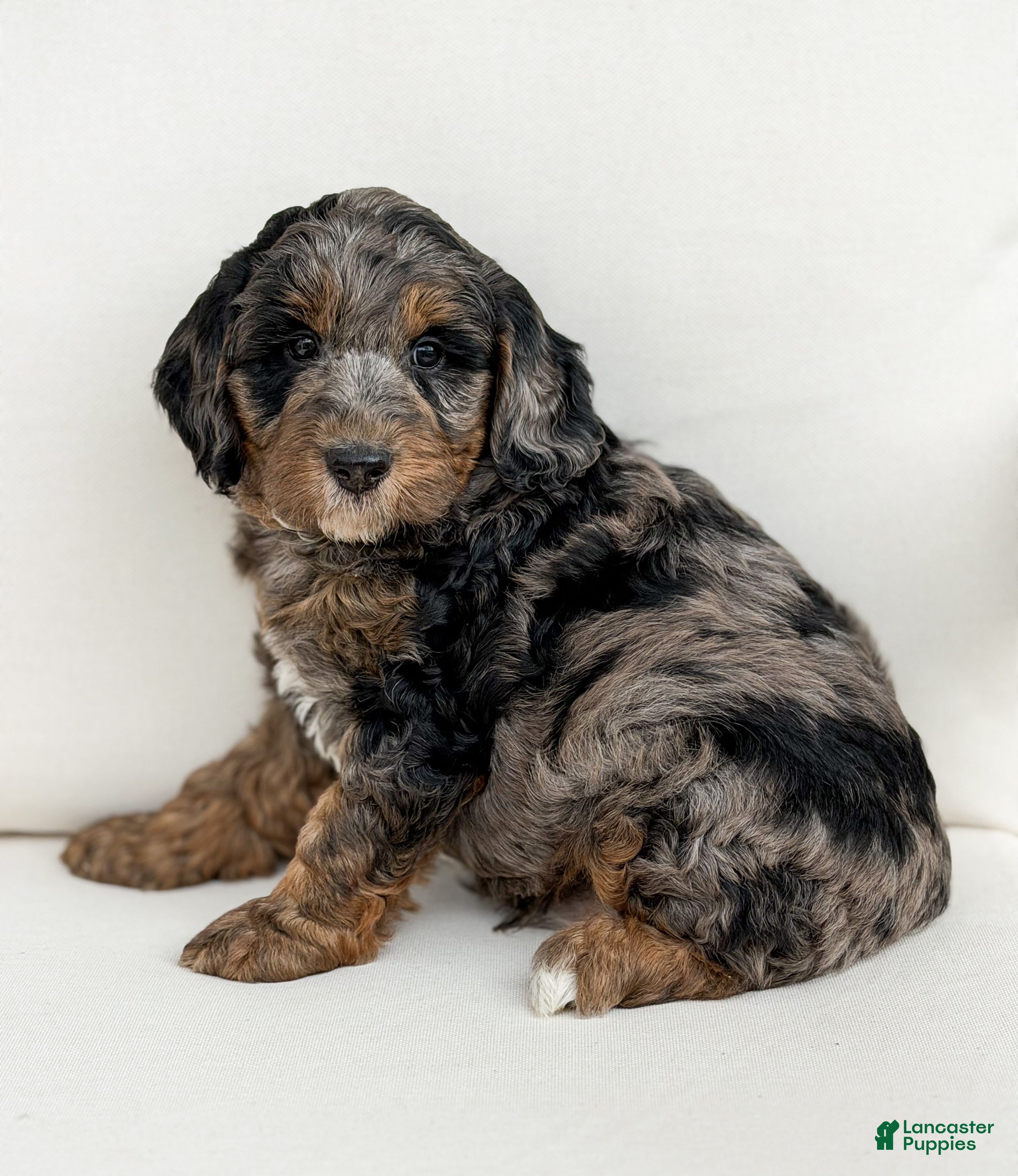 Mini Goldendoodle dogs Romeo - Ad 1