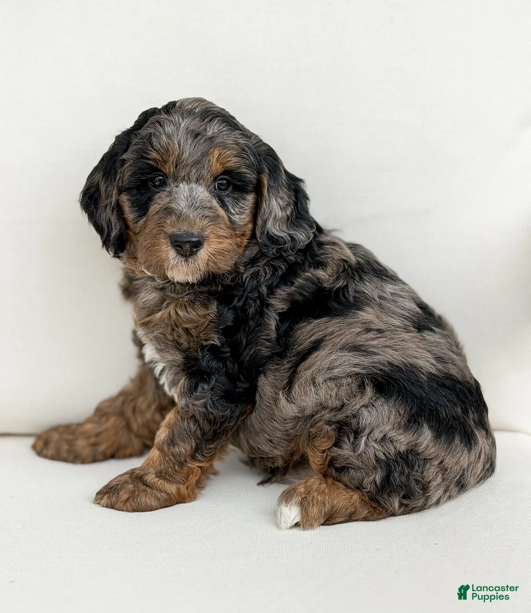 Mini Goldendoodle dogs for sale: Romeo - Ad 1