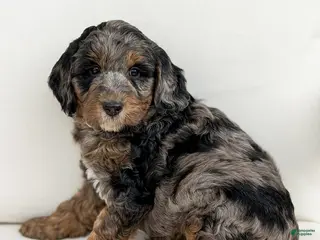 Mini Goldendoodle dogs for sale: Romeo - Ad 4