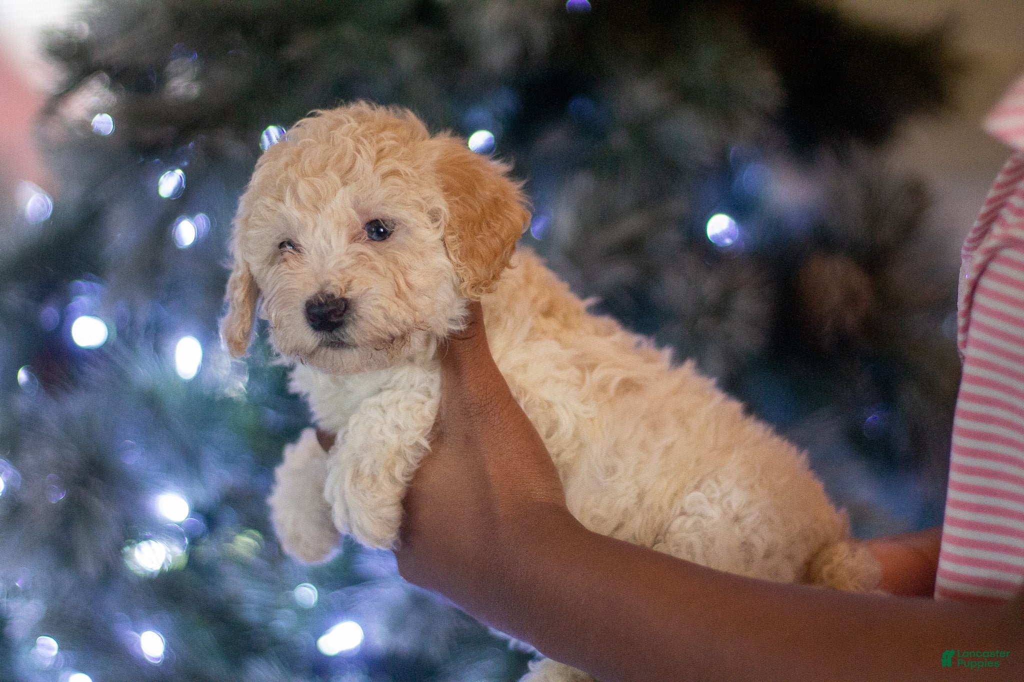 Bichpoo dogs Scarlett - Ad 29