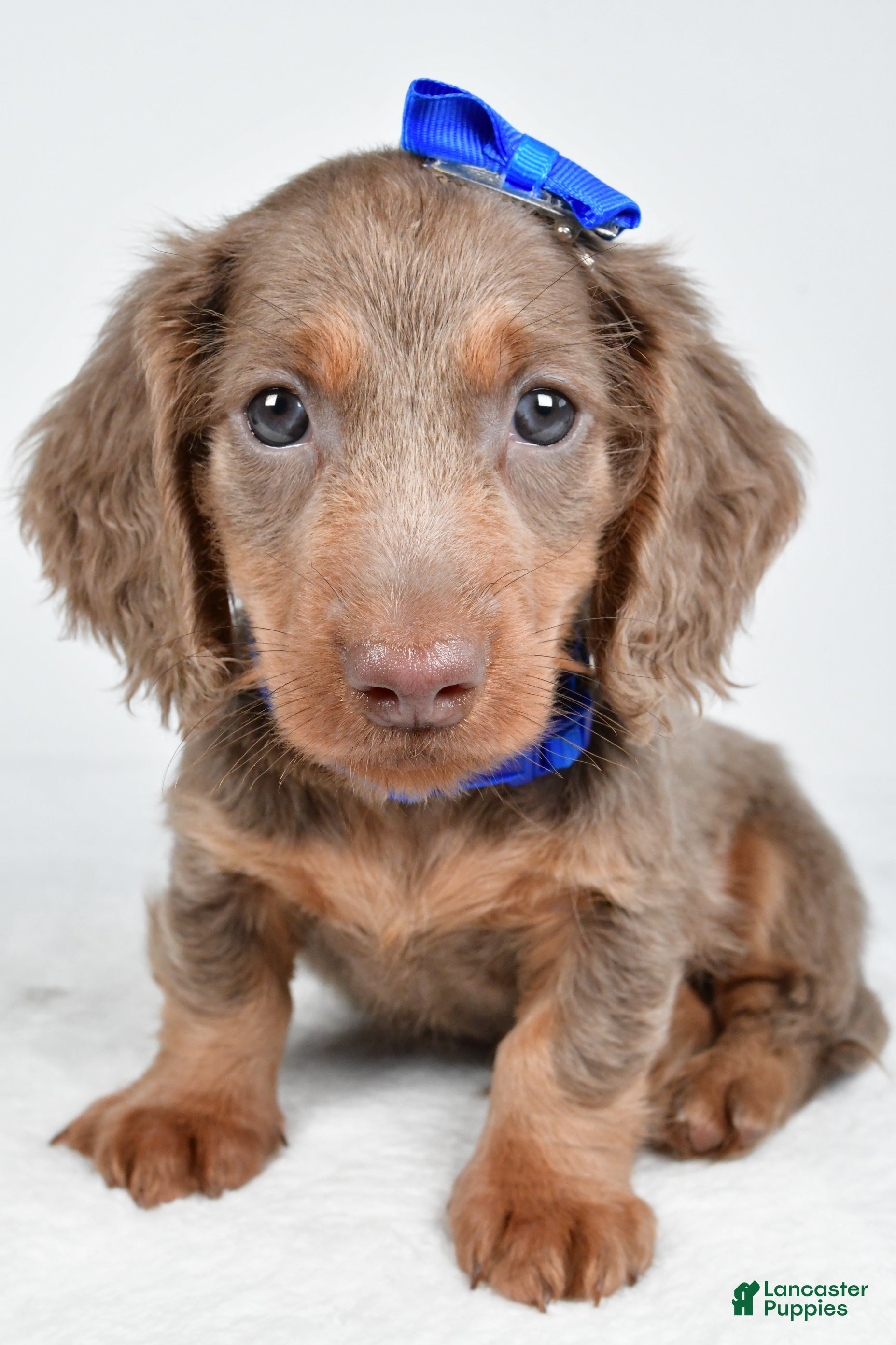 Miniature Dachshund dogs Titan - Ad 2