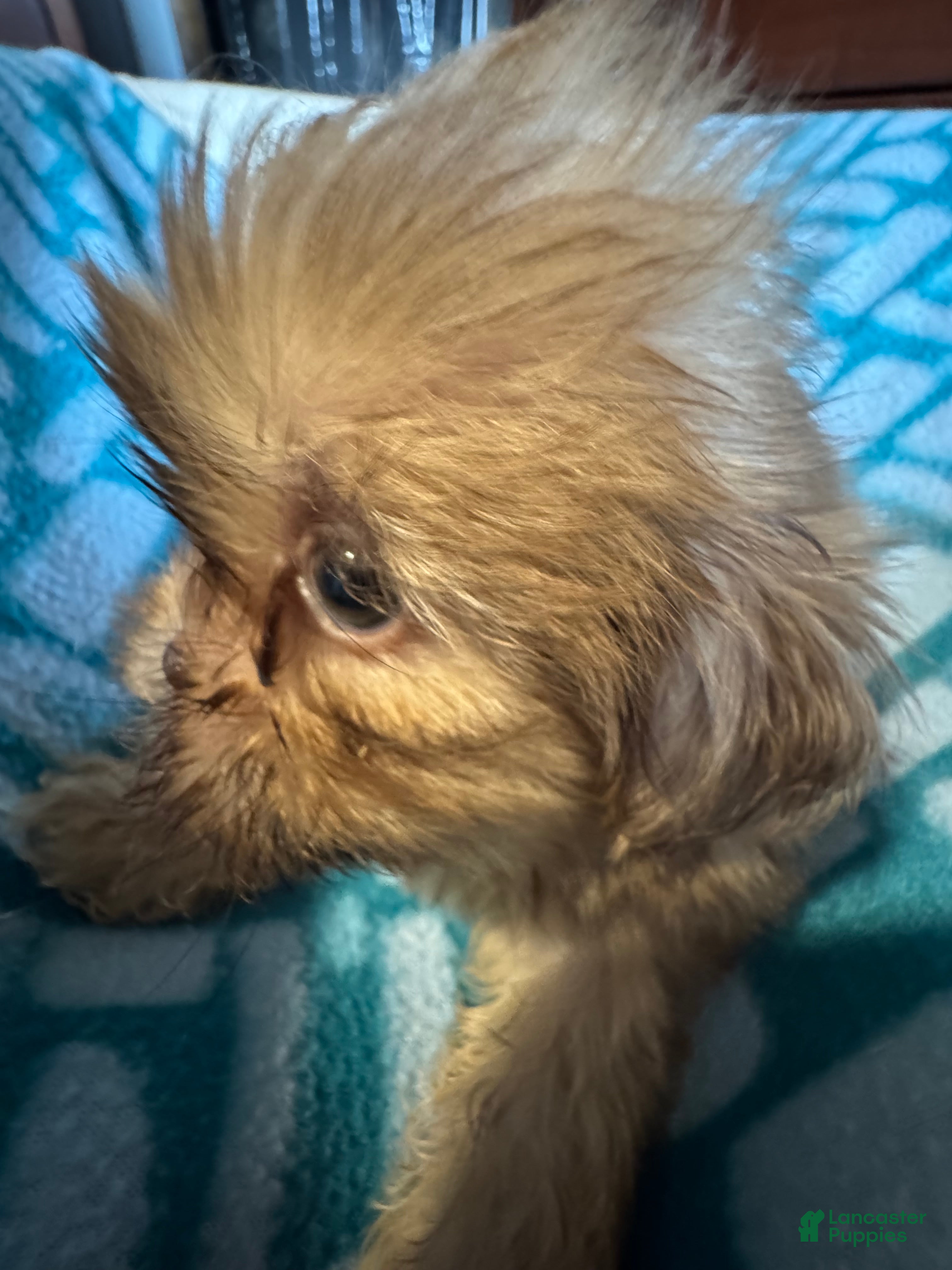 Shih Tzu dogs Caramel  - Ad 1