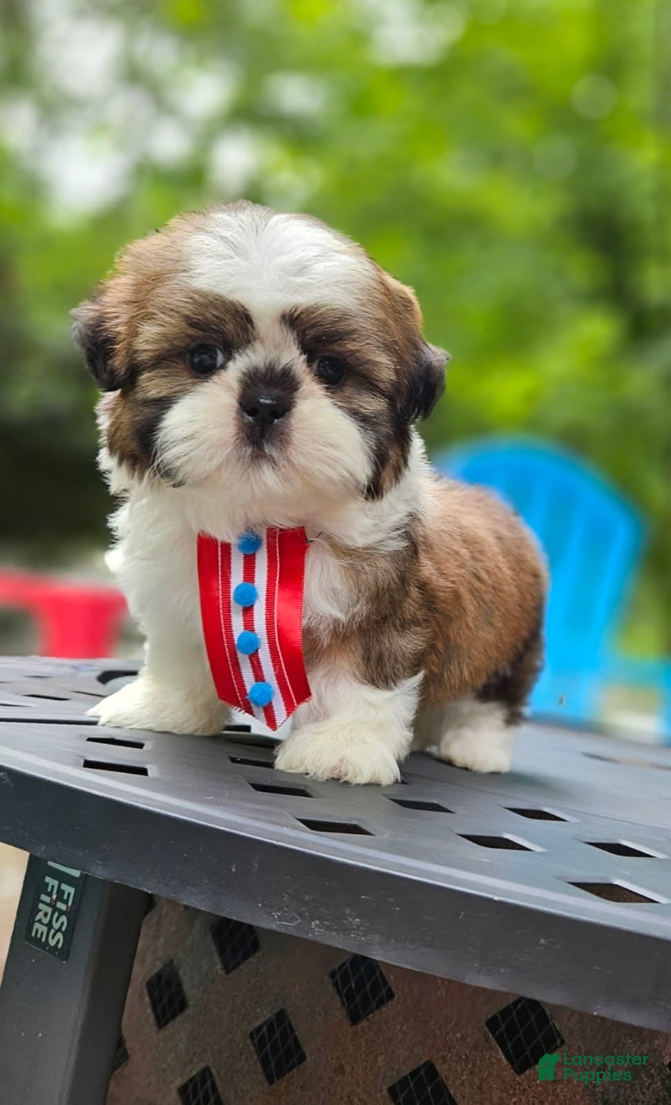Shih Tzu Puppy 2