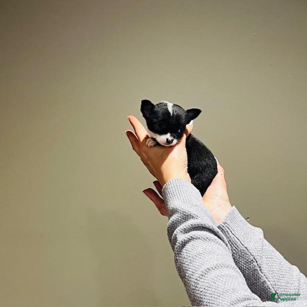 Chihuahua dogs for sale: Cosita - Ad 4