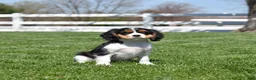 Cavalier King Charles Spaniel dogs for sale: Willow  - Ad 7