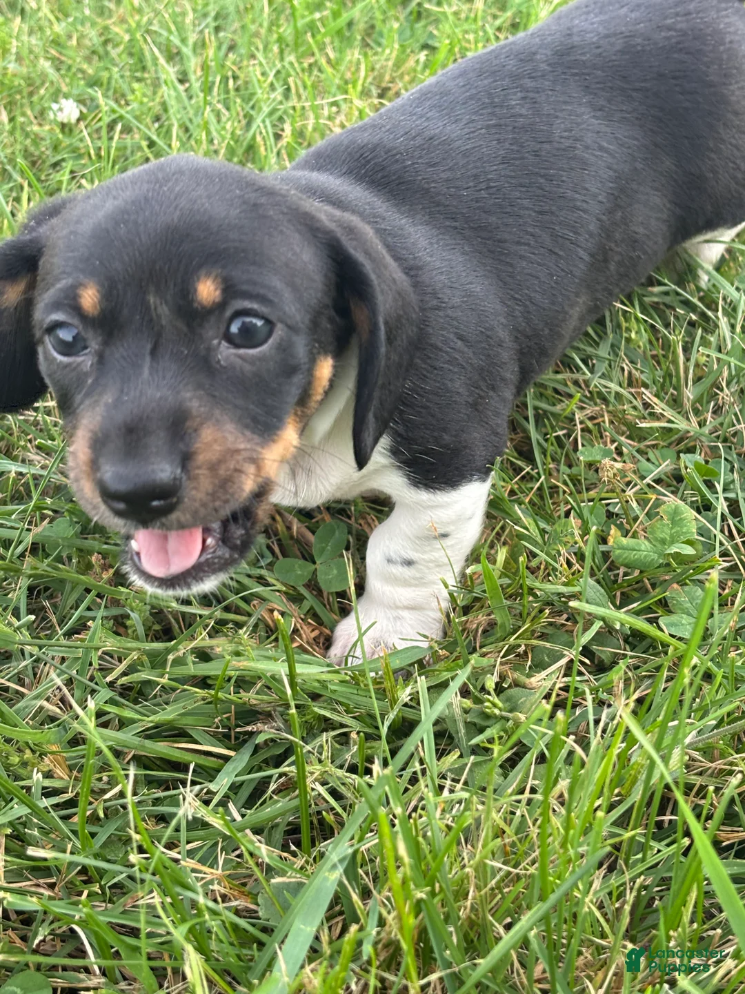 Dachshund dogs for sale: Jade - Ad 1