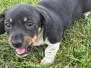 Dachshund dogs for sale: Jade - Ad 2
