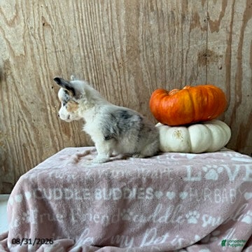 Welsh Corgi Pembroke dogs Ellie - Ad 2