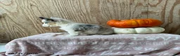 Welsh Corgi Pembroke dogs for sale: Ellie - Ad 2