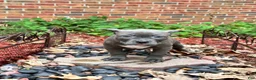 American Bully dogs for sale: Venus blue female - Ad 1