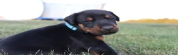 Doberman Pinscher dogs for sale: Jace - Ad 8