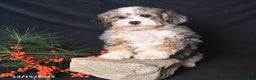Bernedoodle dogs for sale: Carol  - Ad 4