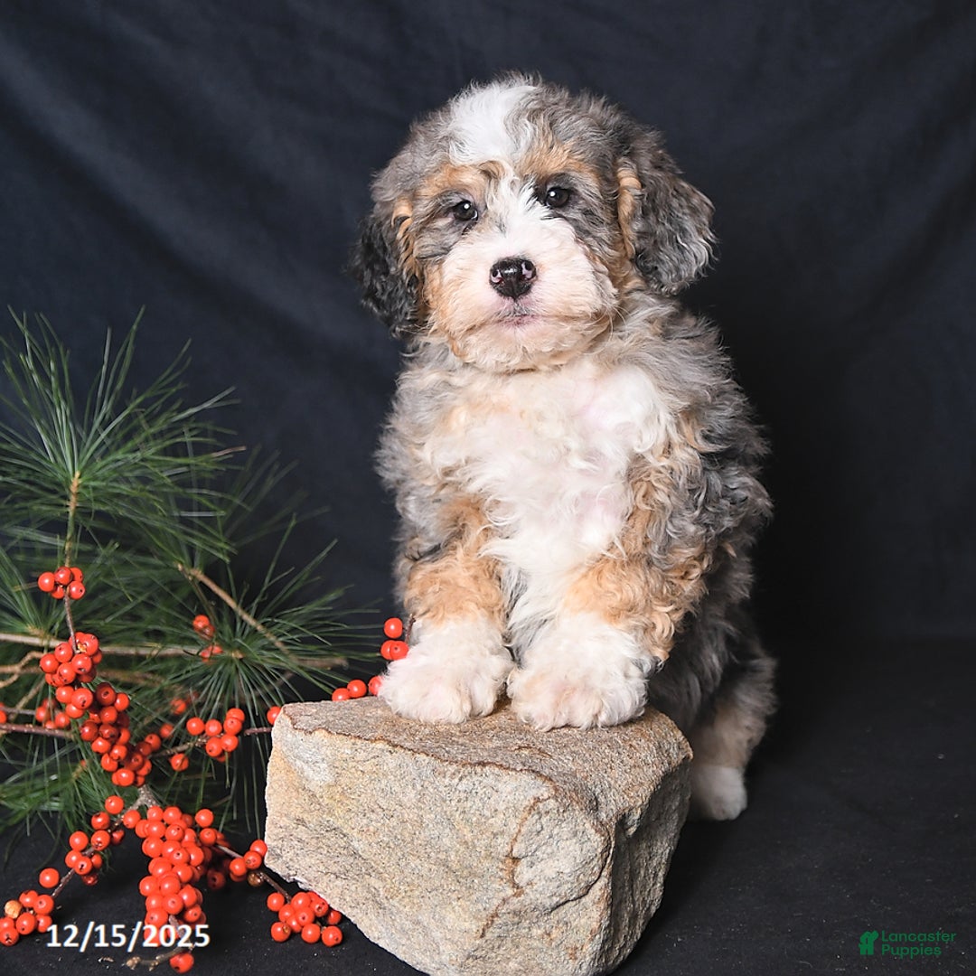 Bernedoodle dogs for sale: Carol  - Ad 4