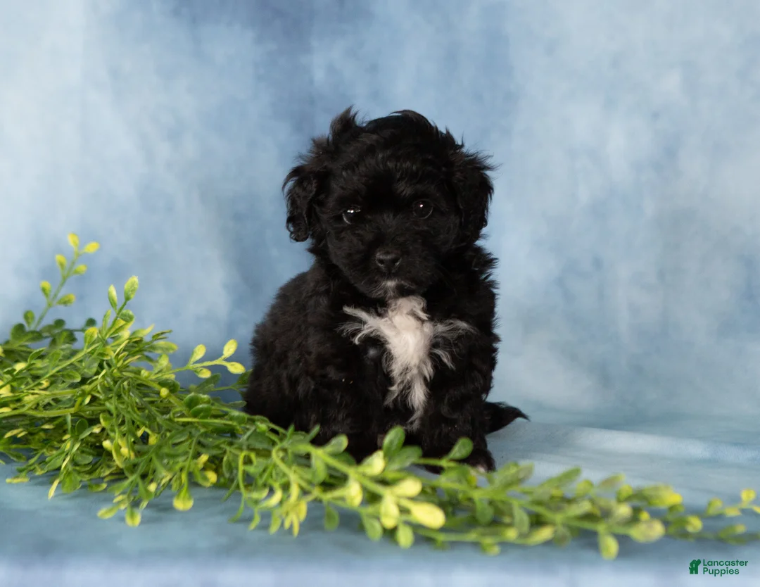 Mixed Breed dogs for sale: Missy - Ad 2