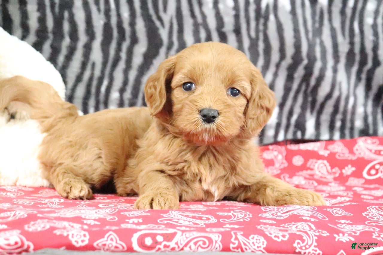 Mini Goldendoodle dogs Buttercup - Ad 2