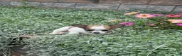 Chihuahua dogs for sale: Fancy - Ad 5