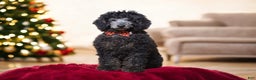 Toy Poodle dogs for sale: Jimmy - Ad 2