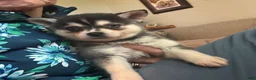 Alaskan Klee Kai dogs for sale: Adam - Ad 2