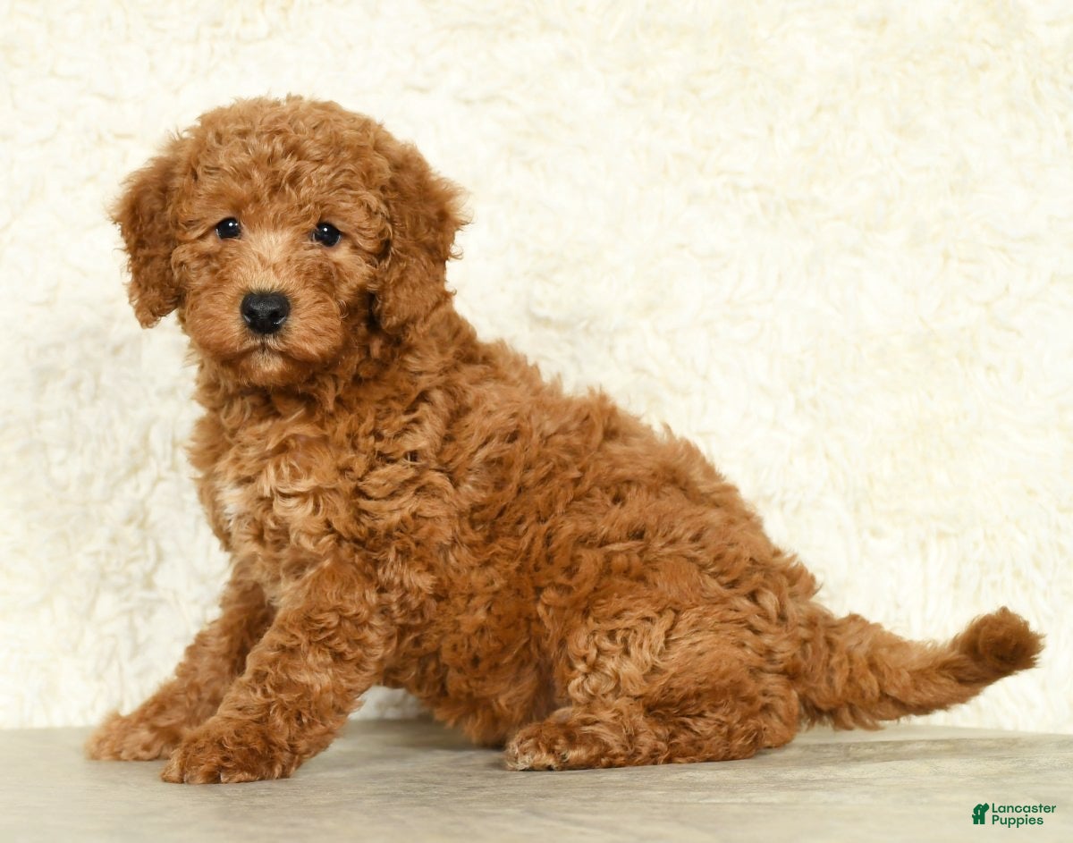 Miniature Labradoodle dogs Dallas - Ad 6