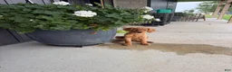 Golden Retriever dogs for sale: Golden Retriever 11 - Ad 2
