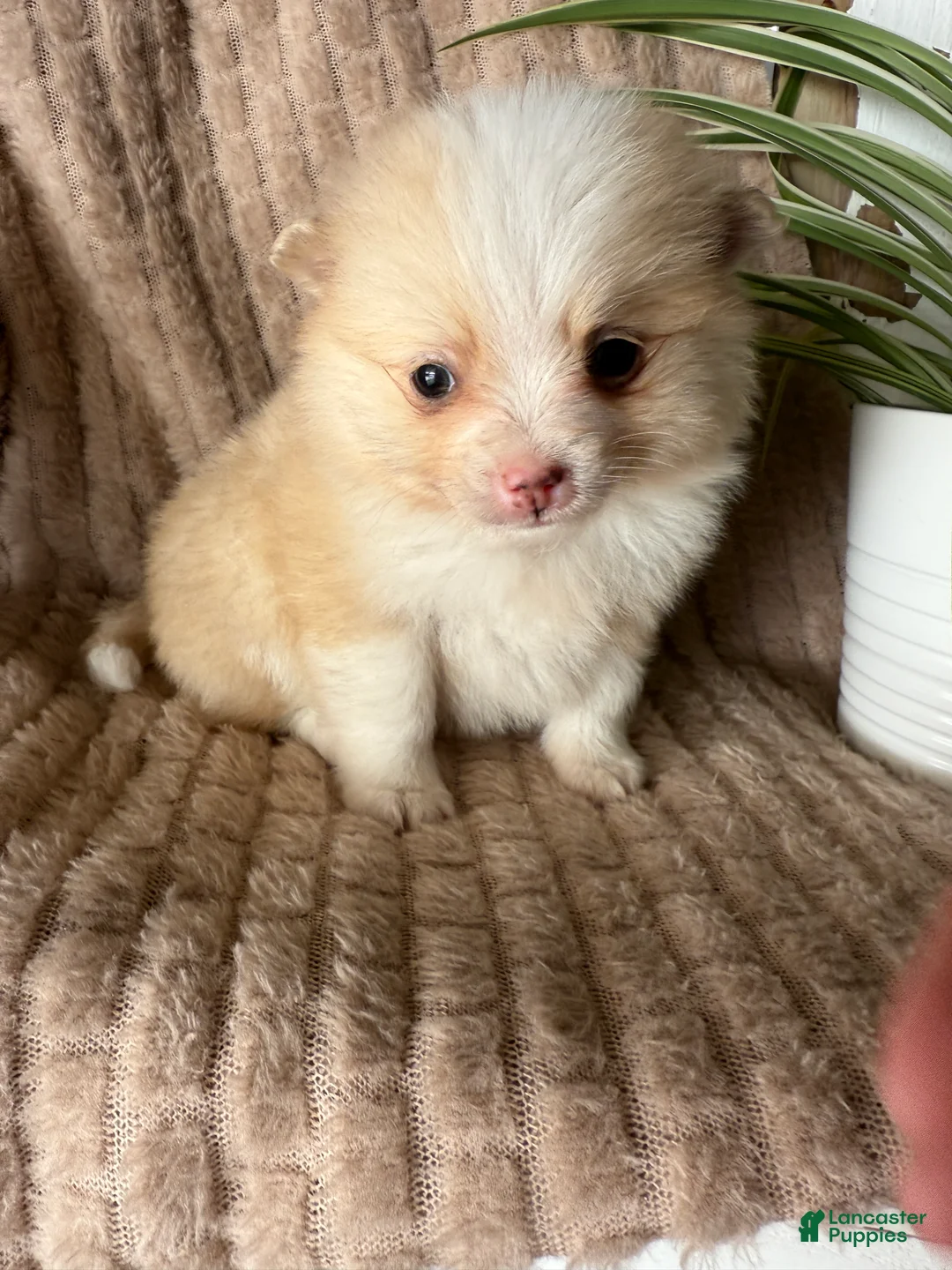Pomeranian dogs for sale: Ryan - Ad 3