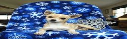 Chihuahua dogs for sale: Charlie - Ad 5