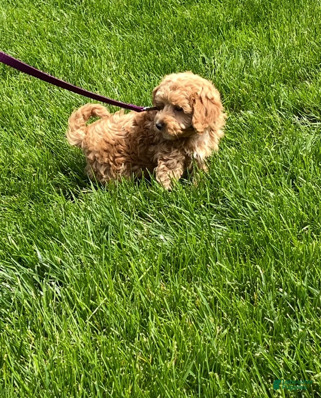 Goldendoodle dogs for sale: Daisy - Ad 2