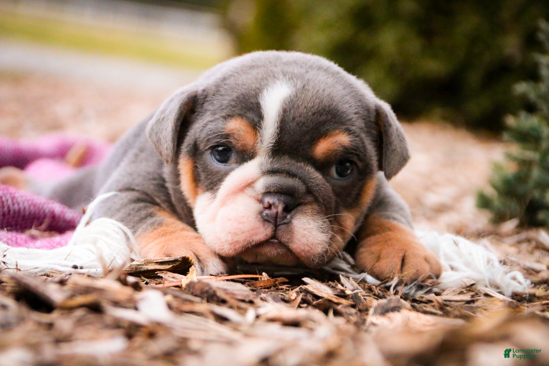 Mixed Breed dogs for sale: Darla - Ad 3