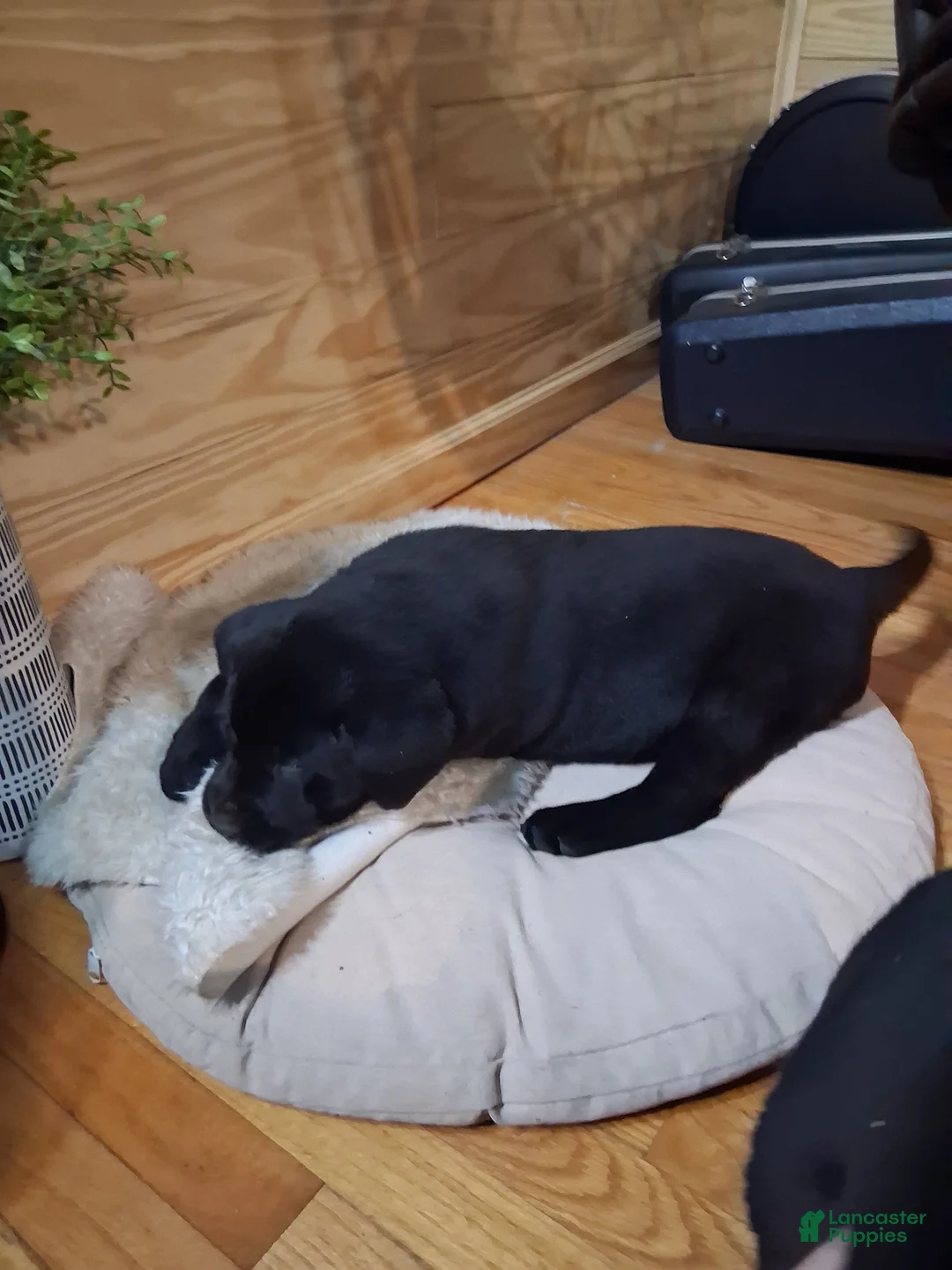 Labrador Retriever dogs for sale: Labrador Retriever Puppy 1 - Ad 2