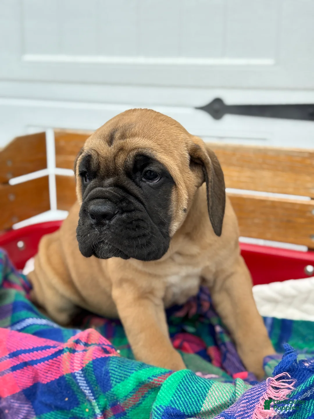 Cane Corso dogs for sale: Audrey - Ad 5