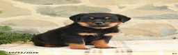 Rottweiler dogs for sale: Brock - Ad 4