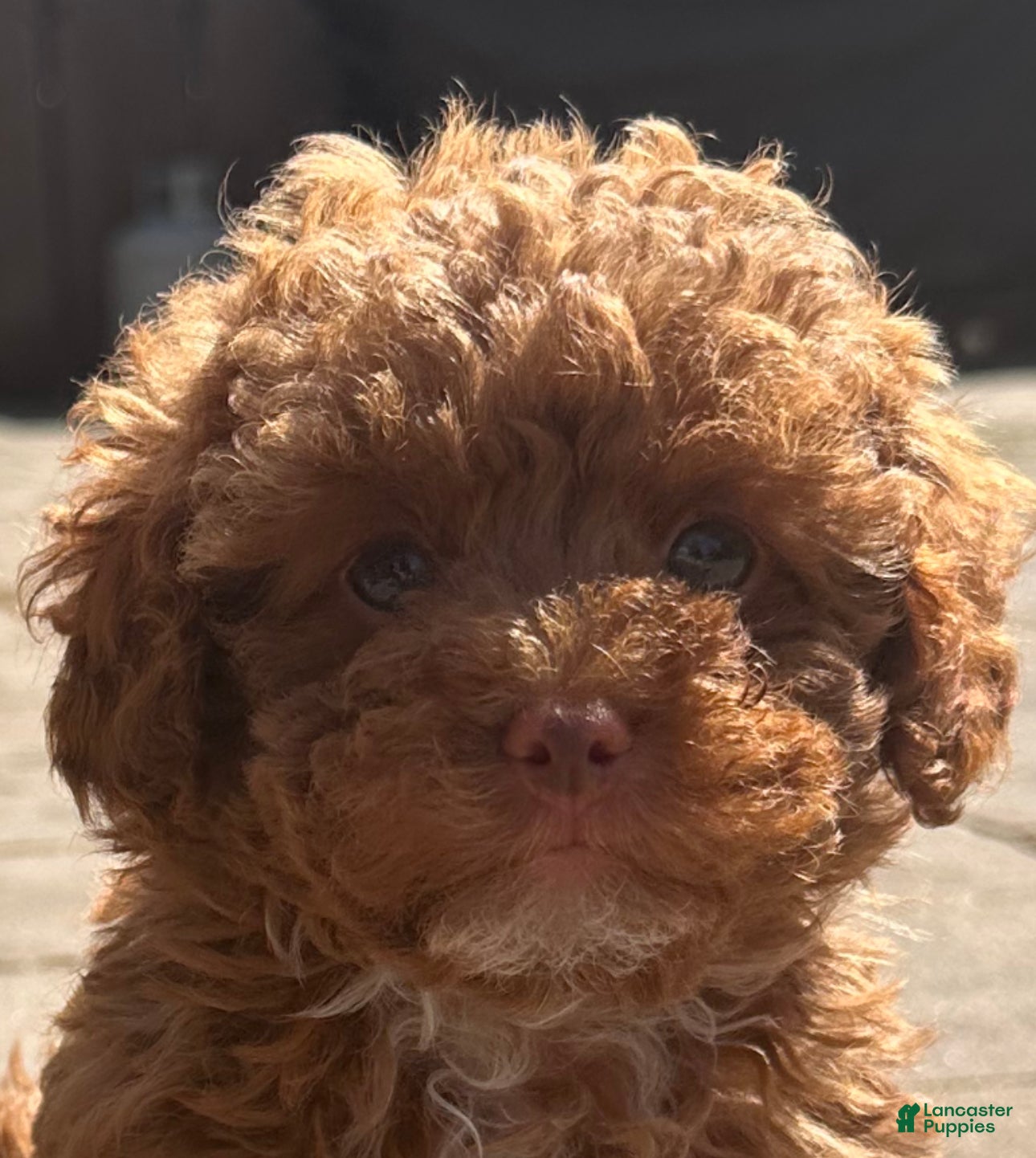 Toy Poodle dogs TEACUP Tootsie- AKC Genetic tested parents - Ad 38