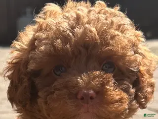 Toy Poodle dogs TEACUP Tootsie- AKC Genetic tested parents - Ad 38