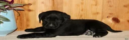 Labrador Retriever dogs for sale: Luca - Ad 8