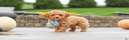 Cavapoo dogs for sale: Cosby - Ad 4
