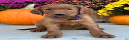 Irish Setter dogs for sale: Shiloh - Ad 1