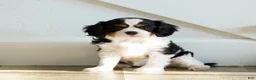 Cavalier King Charles Spaniel dogs for sale: Hazel - Ad 4